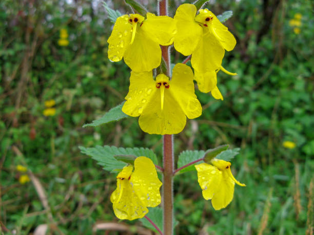 istock An elephant flower (Rhynchocorys elephas) is a wild yellow flower 1146911124