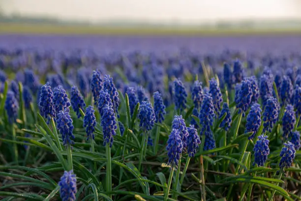 Close up of the bleu/violet Muscari botryoides