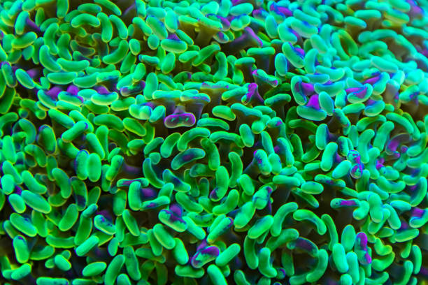 coraux verts et violets fluo - anaerobic photos et images de collection