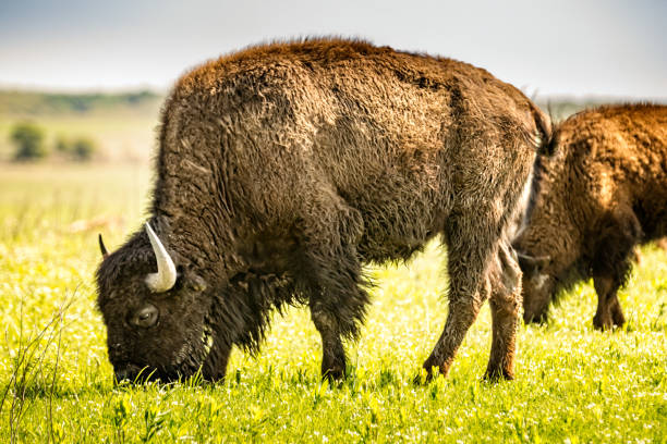 istock American bison / buffalo, American Tall Grass Prairie Oklahoma 1146912301
