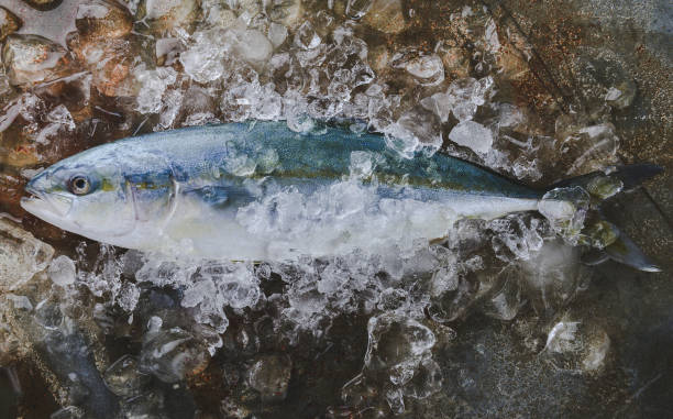 istock Full body of young amberjack fish. 1146912366