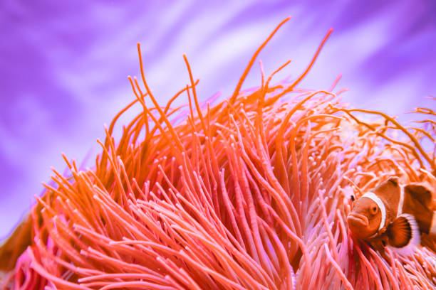 Living coral underwater