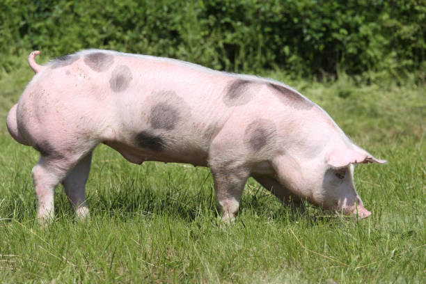 istock Young pietrian breed pig on natural environment 1146912457