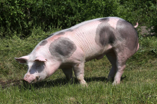 istock Young pietrain breed pig grazing on natural environment 1146912481