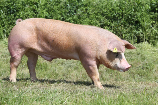 Side view shot of a young duroc breed pig on natural environment Duroc breed pig at animal farm on pasture summer time duroc pig stock pictures, royalty-free photos & images