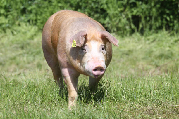 Duroc breed pig at animal farm on pasture Closeup of a young duroc pig on the meadow duroc pig stock pictures, royalty-free photos & images