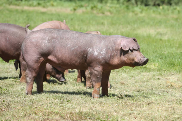 Duroc breed pig posing at animal farm on pasture Young duroc breed pig pose on natural environment duroc pig stock pictures, royalty-free photos & images