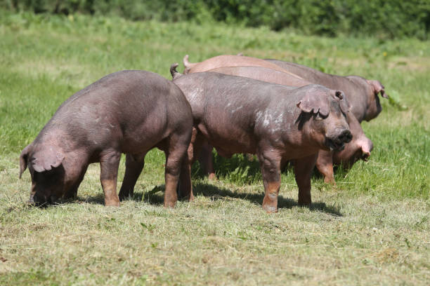 Closeup of a young duroc pigs on the meadow Young duroc pig herd grazing on farm field summertime duroc pig stock pictures, royalty-free photos & images