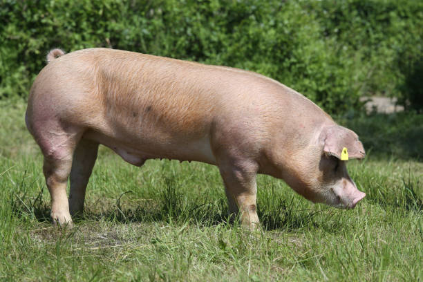 istock Duroc pig grazing on the meadow 1146912528