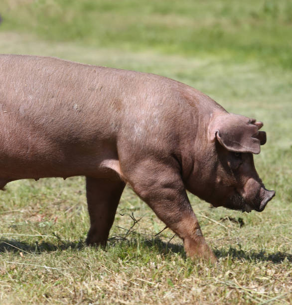 Duroc breed pig walking at animal farm on pasture