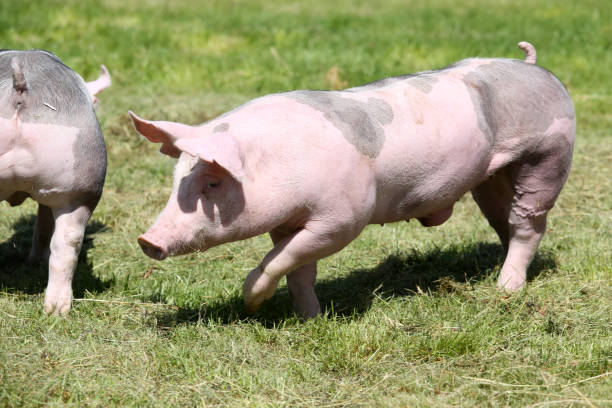 istock Piglet walking through on pasture summertime 1146912556