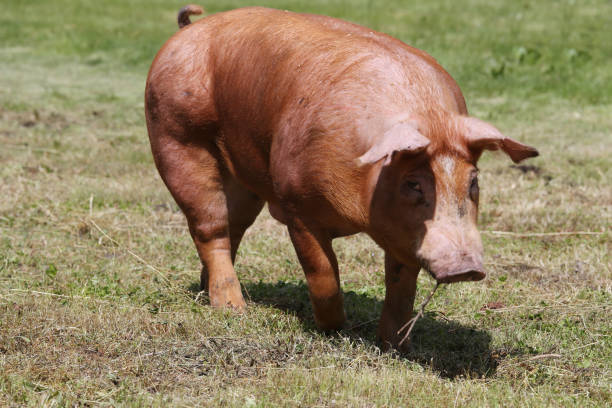 istock Pig farming raising breeding in animal farm rural scene 1146912607