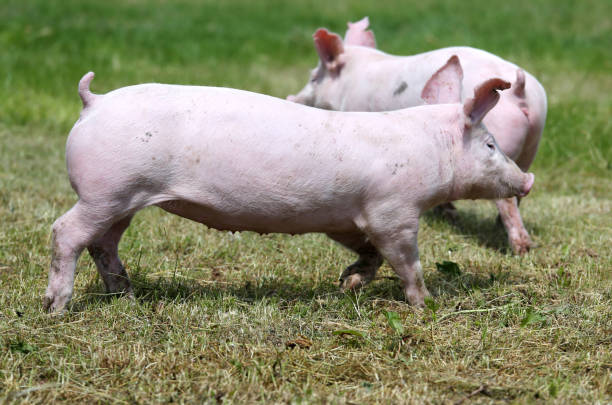 istock Little young piglets on green meadow 1146912649