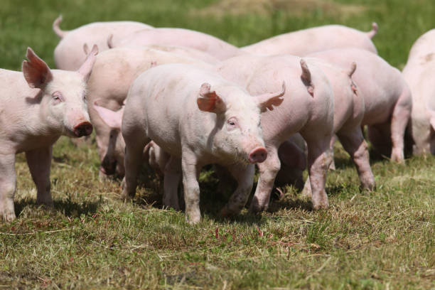 istock Little pink growing piglets grazing on the meadow 1146912683