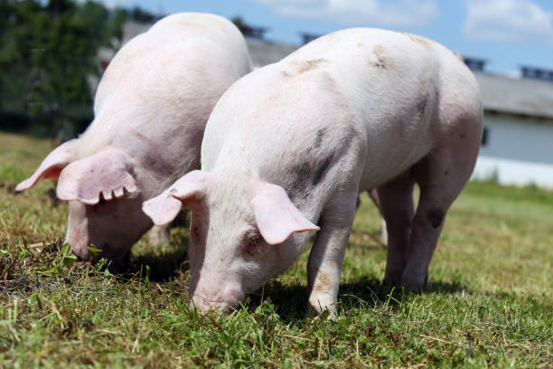 istock Two small pigs eating fresh green grass on the meadow 1146912698