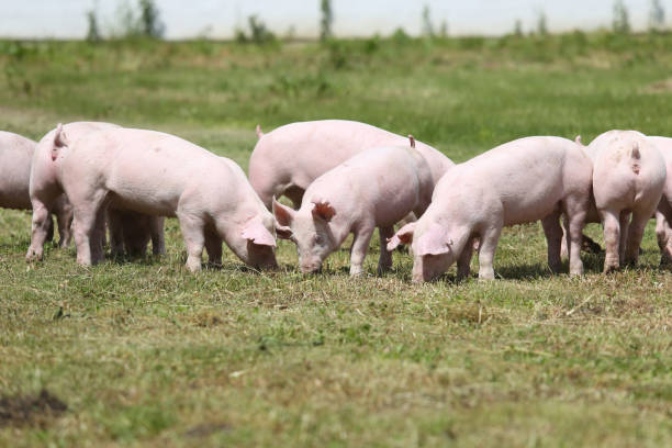 istock Group of small pigs eating fresh green grass on the meadow 1146912708