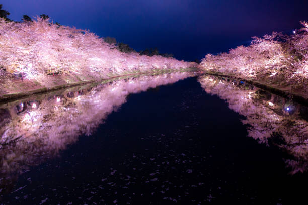 la nuit sakura (fleur de cerisier) s’allume au parc hirosaki, aomori, au japon. - tohoku region photos et images de collection