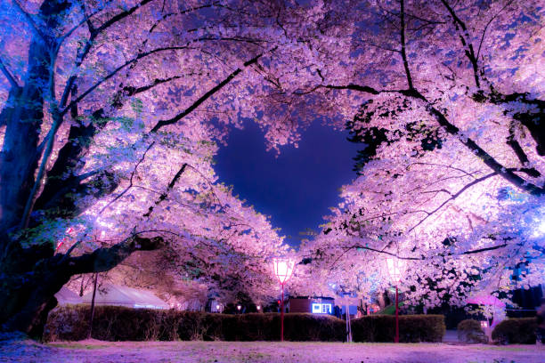 Sakura Blossom With Heart Stock Photo At Vecteezy Sakura Blossom With Heart Stock Photo At Vecteezy