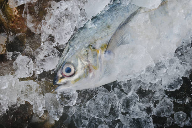 istock Sea Trevally fish or jack fish. 1146913559