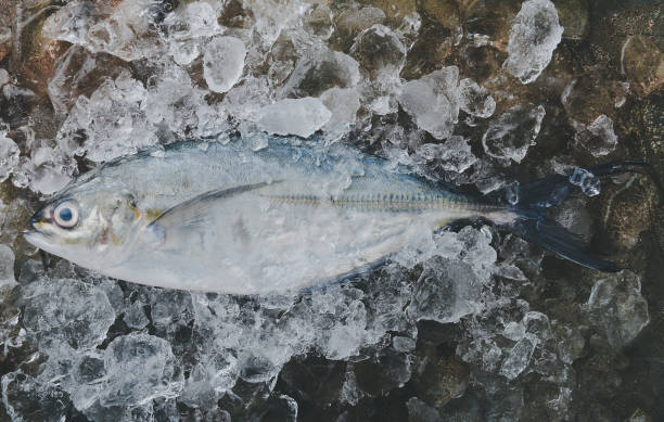 istock Sea Trevally fish or jack fish. 1146913904