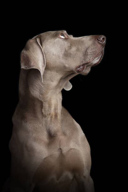 weimaraner - weimaraner dog animal domestic animals - fotografias e filmes do acervo