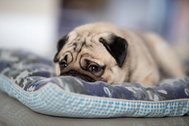 istock Cute dog pug breed lying and sleep on ground with funny and stressed face feeling so relax and comfortable 1146914031