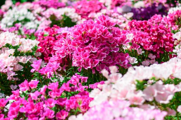 istock pink flowers in the garden 1146914035