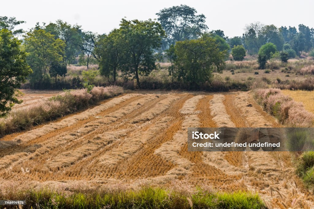 Paddy Form A Pattern Looking After Paddy Harvesting Cut The Rice Seed Form Farm ...