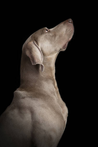 weimaraner - weimaraner dog animal domestic animals - fotografias e filmes do acervo