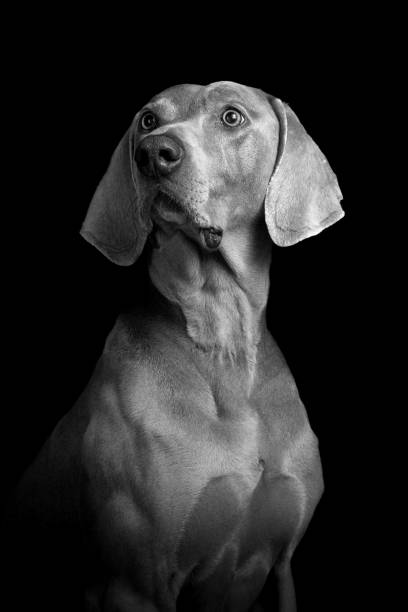 weimaraner ( weimaraner ) - weimaraner dog animal domestic animals zdjęcia i obrazy z banku zdjęć