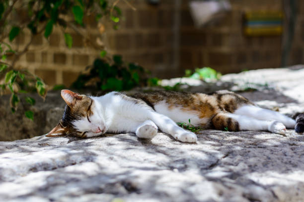 Cute tabby cat sleeping on the shelf. Selective focus.