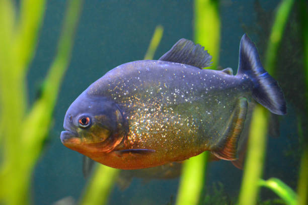 Red-bellied piranha living in a freshwater habitat. Side view and close up picture.