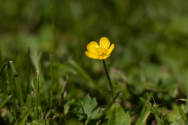 istock common buttercup, Ranunculus acris, in a green grass field. 1146919548