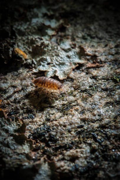 istock A woodlouse (Oniscidea) crawling on an old log 1146919695