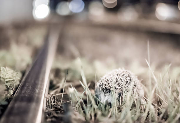 Hedgehog made of wheat
