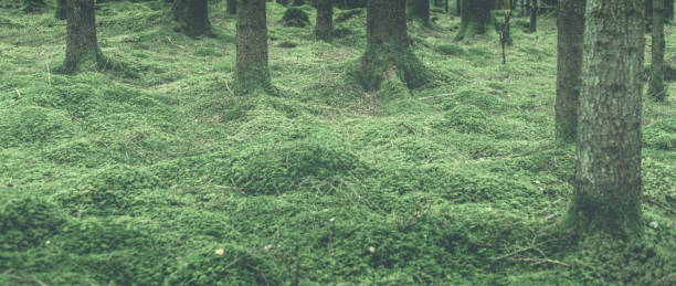 Trees in moss all in a green tint. 2015-03-11