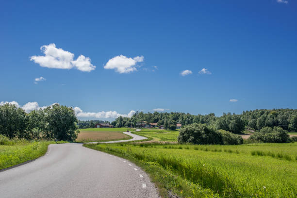 Asphalt road in a forest with trees on both sides in cloudy weather