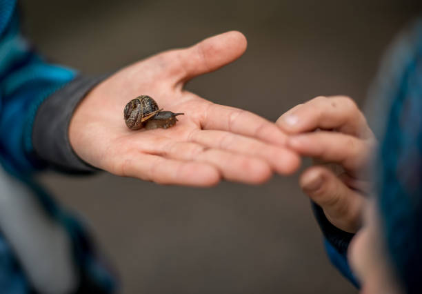 istock A land snail racing across a hand. 1146919930
