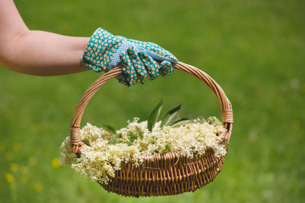 istock Woman Holding Freshly Picked Elderflower For Cordial Preparation 1146920916