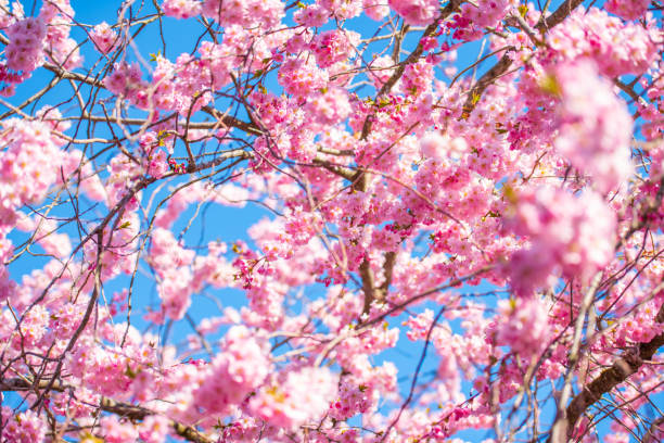 istock Beautiful cherry blossom on a sunny spring day. 1146921089