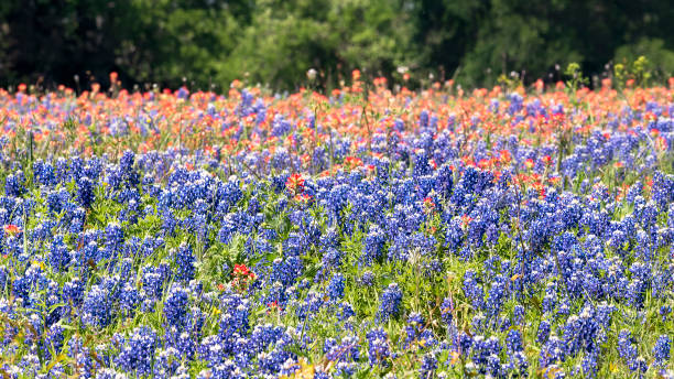 istock Texas Bluebonnets Bathed in Late Afternoon Sunshine 1146921341