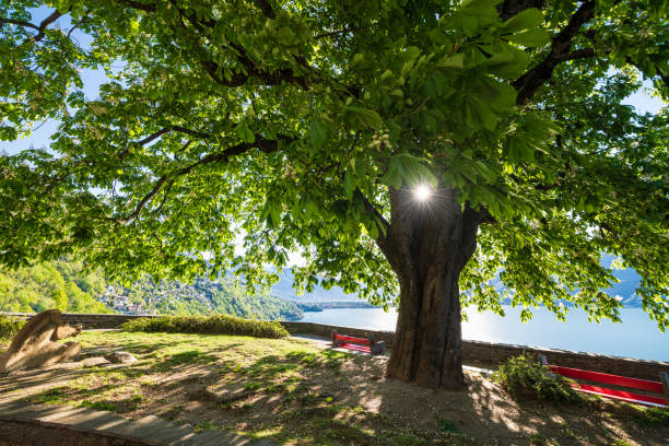 overview above the lake lago maggiore - tessin imagens e fotografias de stock