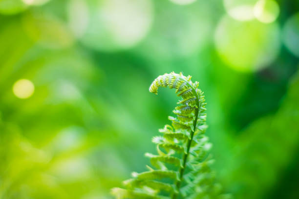 istock natural green plant photo 1146921748