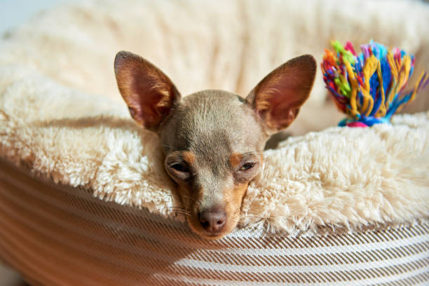 The dog lies and rests. Russian Toy Terrier, Russkiy Toy, Toychik. The dog lies and rests. Russian Toy Terrier, Russkiy Toy, Toychik. russkiy toy stock pictures, royalty-free photos & images