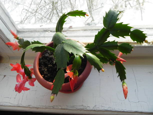 istock Cactus (Decembrist) bloomed beautiful flowers. 1146923700