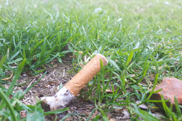 istock Cigarette on the grass the danger of a forest fire 1146923884