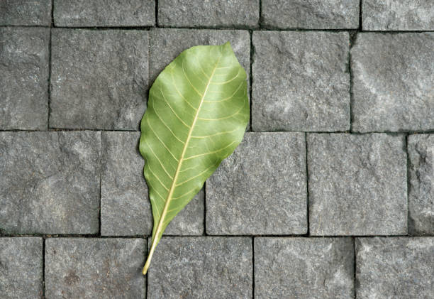 istock Green leaves lying on the pavement in the sunlight 1146925184