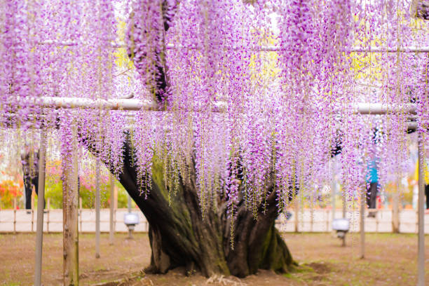 グレートパープルピンクの藤の花の木、足利、栃木、日本の美しい景色。