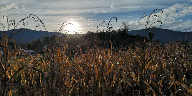 istock golden cornfield with beautiful sunset-image 1146926511