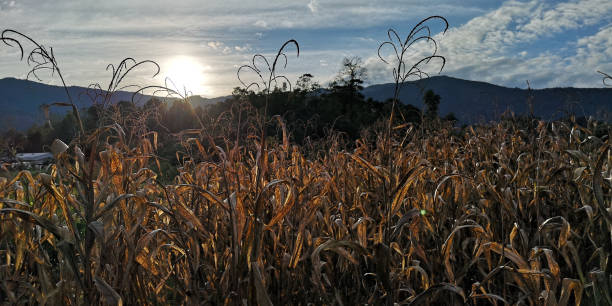 istock golden cornfield with beautiful sunset-image 1146926589